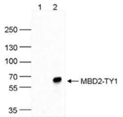 MBD2 Rabbit anti-Human, Polyclonal, Novus Biologicals 25 &mu;g | Buy Online | Bio-Techne | Fisher Scientific